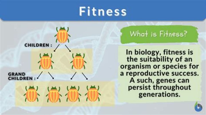 What is mean fitness?