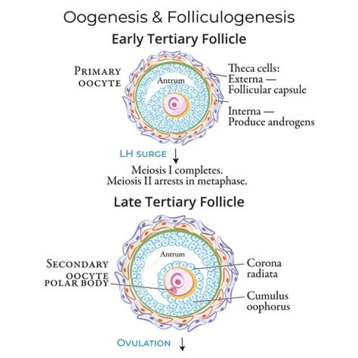 What is meant by tertiary follicle?