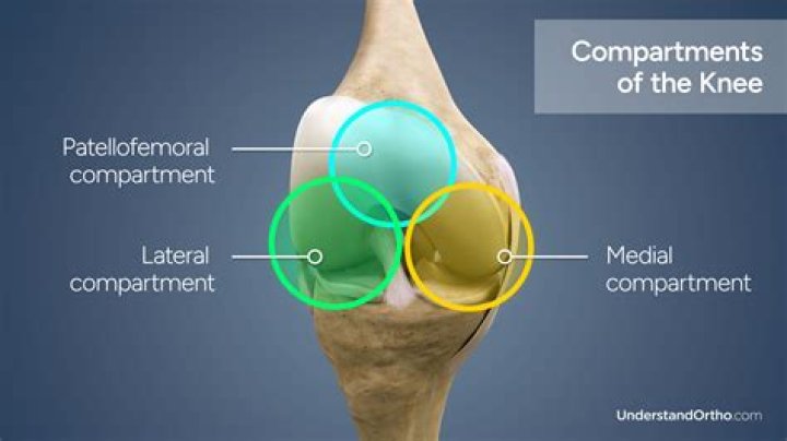 What is medial border? | ContextResponse.com