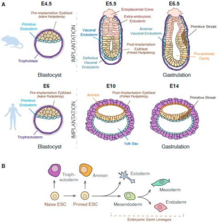 What is mesoderm in biology