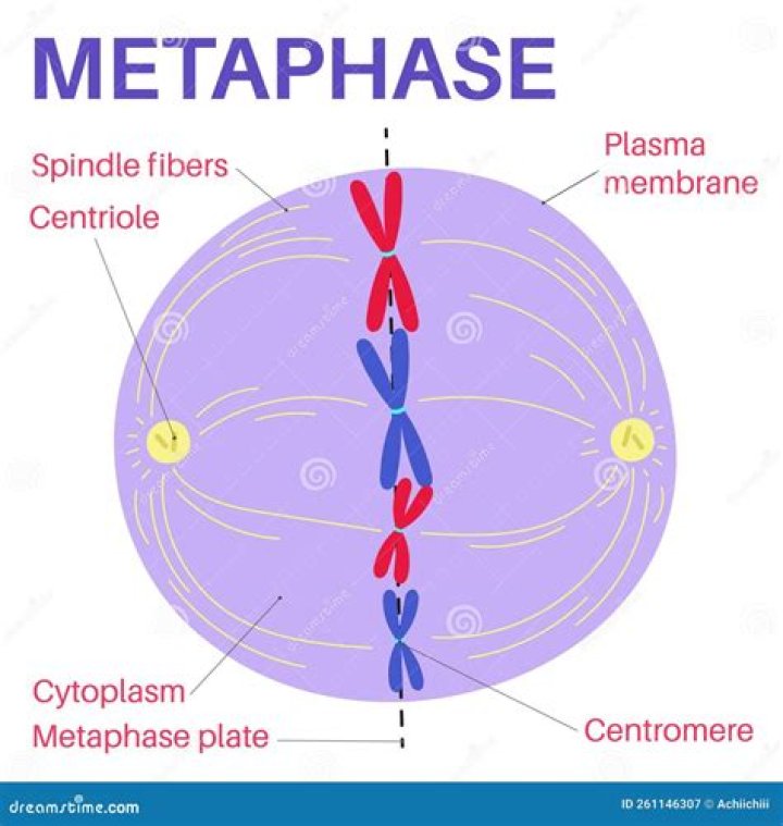 What is metaphase simple