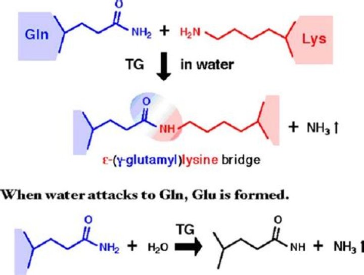What is microbial transglutaminase?