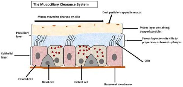 What is mucociliary blanket