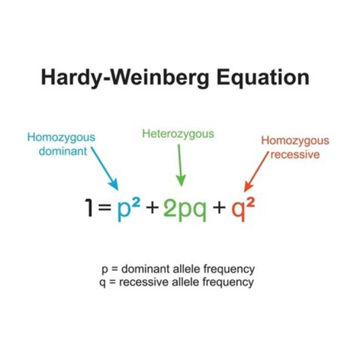 What is P 2 Hardy Weinberg
