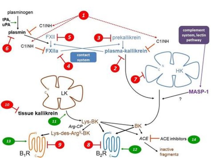 What is plasma kinin