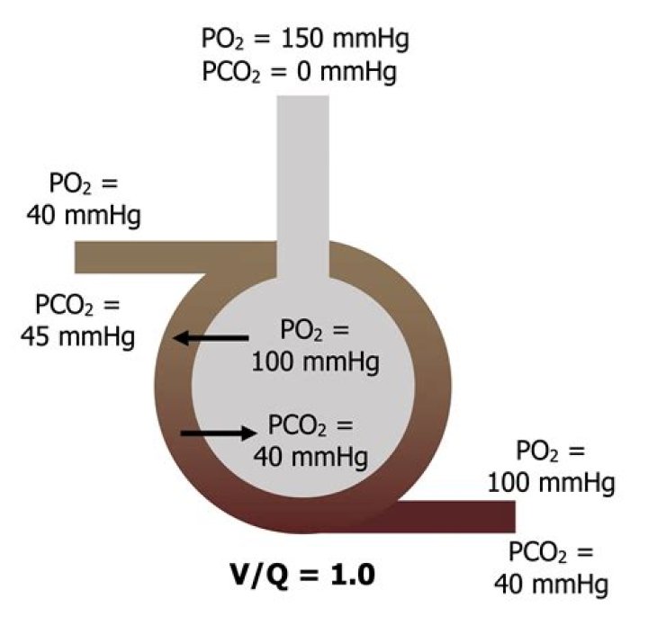 What is po2 and pCO2 in the alveolar cavity