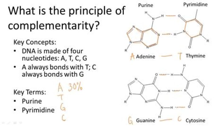 What is primer self complementarity