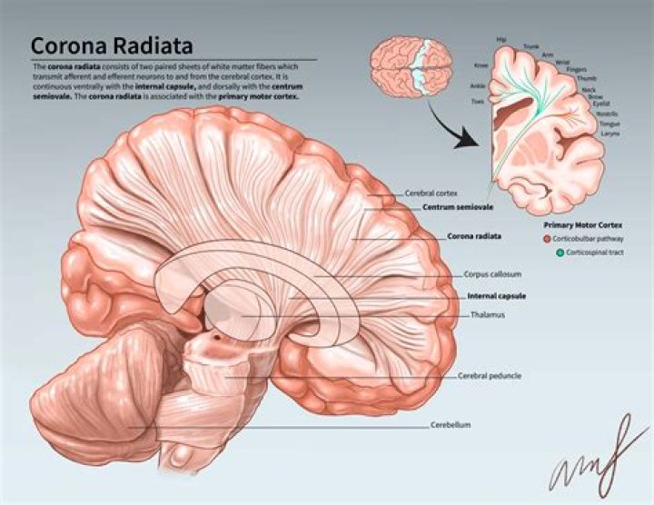 What is radiata in biology