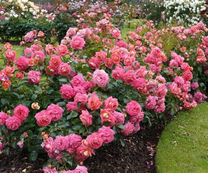 What is Rose Flora