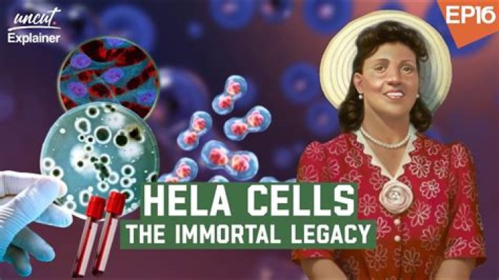 What is special about HeLa cells