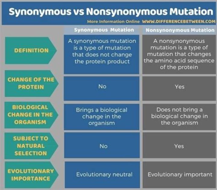 What is synonymous and nonsynonymous mutation?