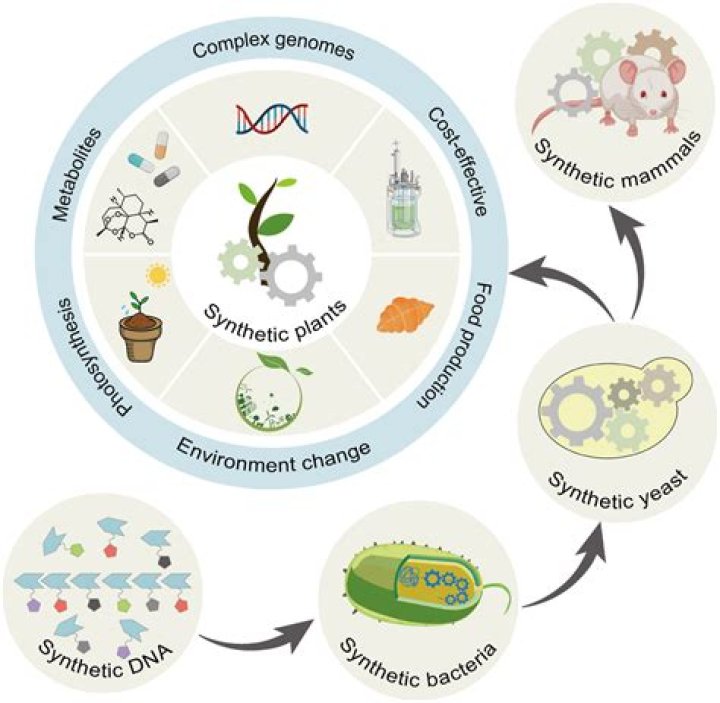 What is synthetic process? | ContextResponse.com