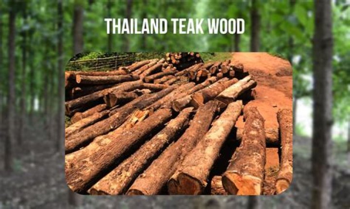 What is teak oil made of