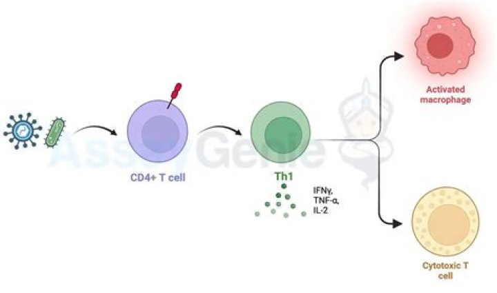 What is th1 immune response