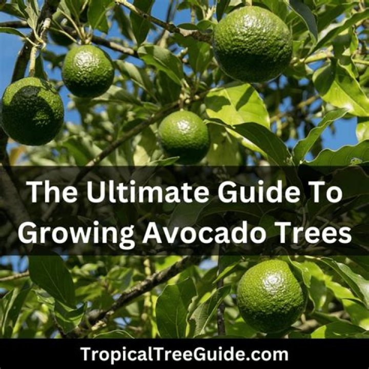 What is the average yield of an avocado tree