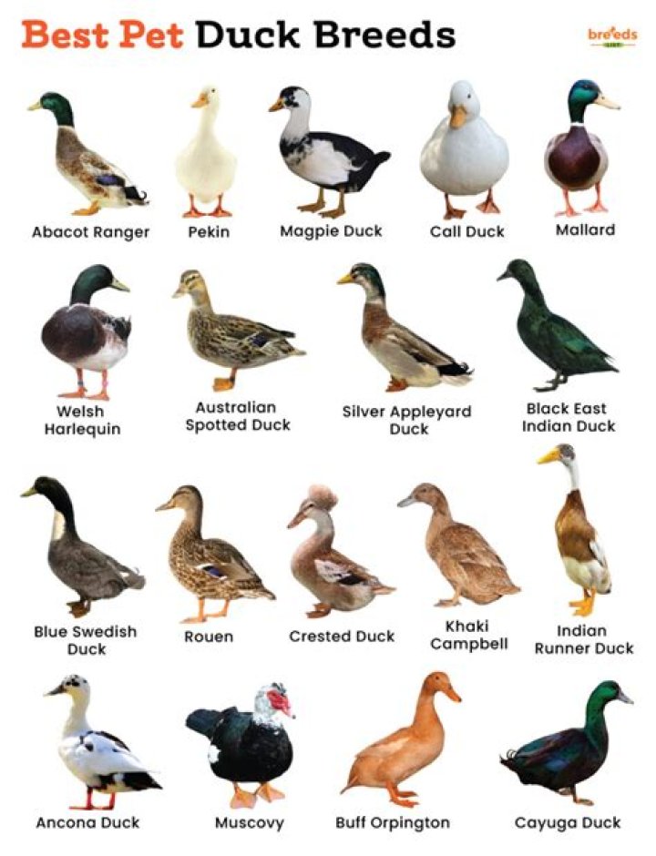 What is the best duck to keep as a pet