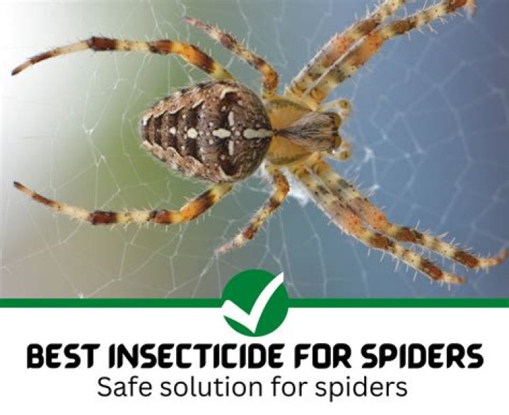 What is the best insecticide for spiders