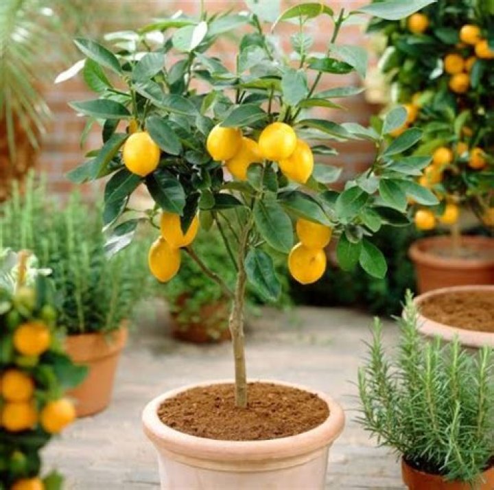 What is the best lemon tree to buy