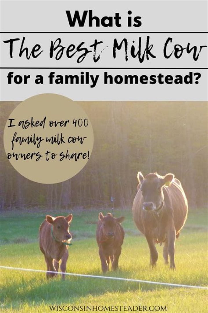 What is the best milk cow for a family?