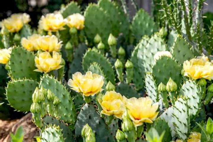 What is the biggest type of Cactus?