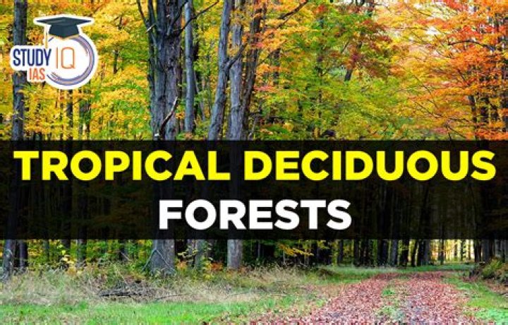 What is the climate of the deciduous forest?