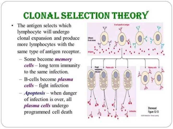 What is the clonal selection hypothesis