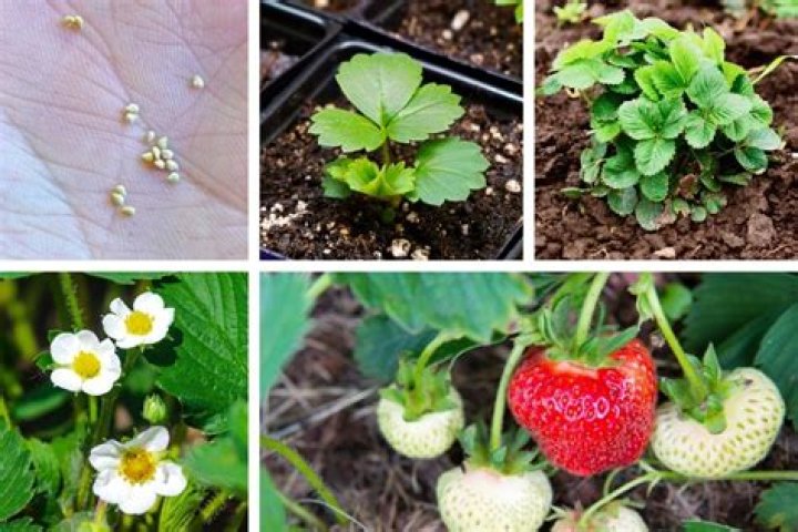 What is the Colour of strawberry seeds?