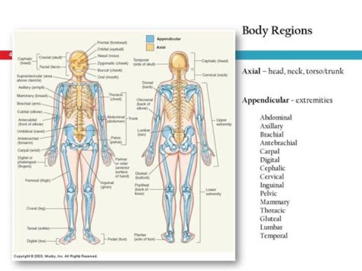 What is the Coxal region of the body