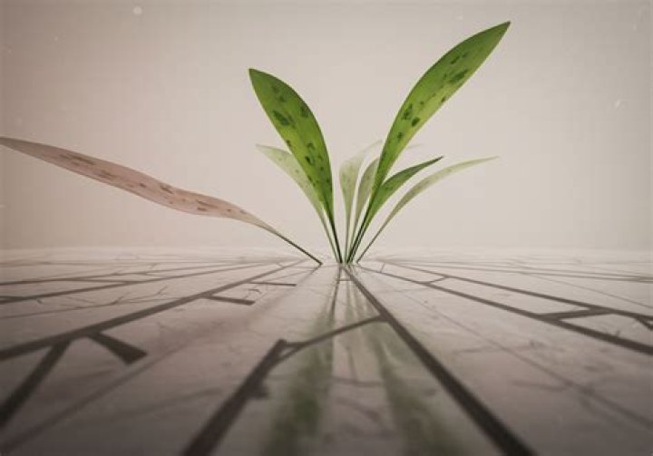 What is the difference between a generalist and a specialist?