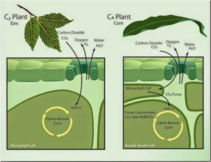 What is the difference between c3 and c4 photosynthesis?