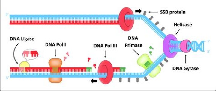 What is the difference between ligase and lyase