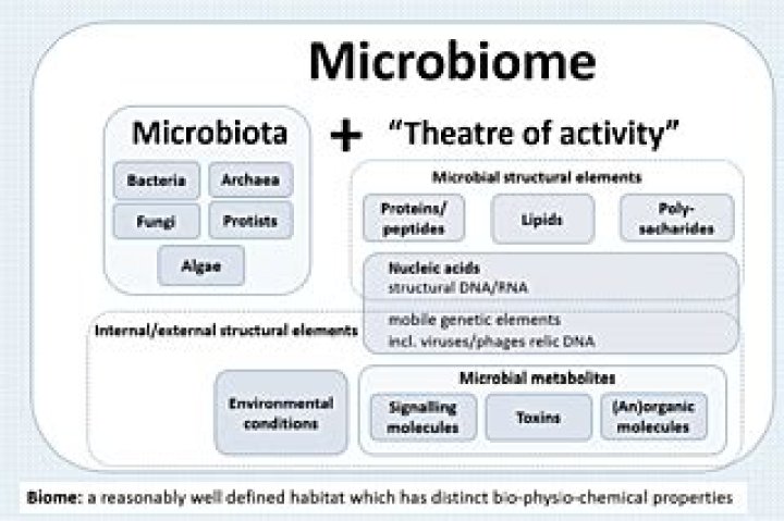 What is the difference between microbiota and microflora
