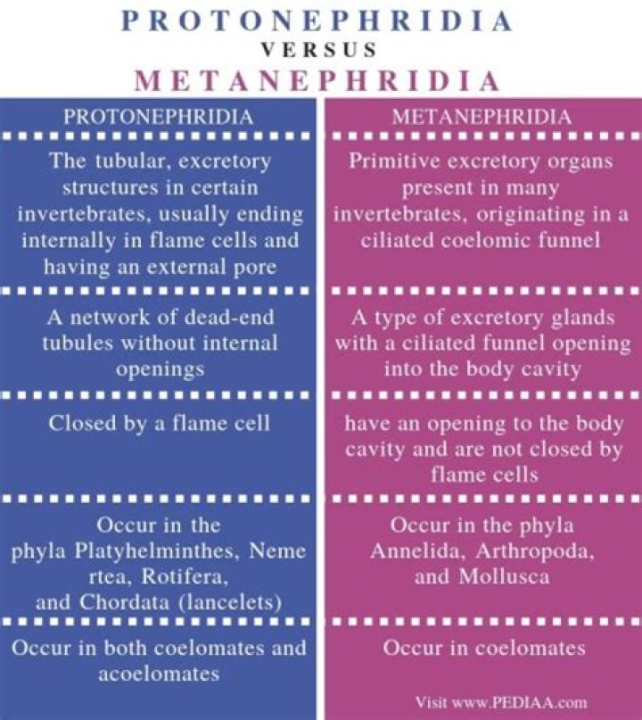 What is the difference between Protonephridia and Metanephridia?
