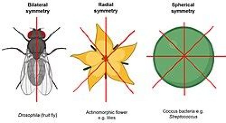 What is the difference between radial and bilateral symmetry?