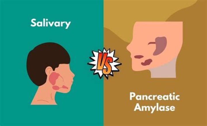 What is the difference between salivary amylase and pancreatic amylase