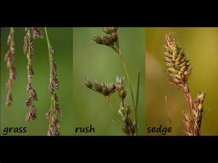 What is the difference between sedges rushes and grasses