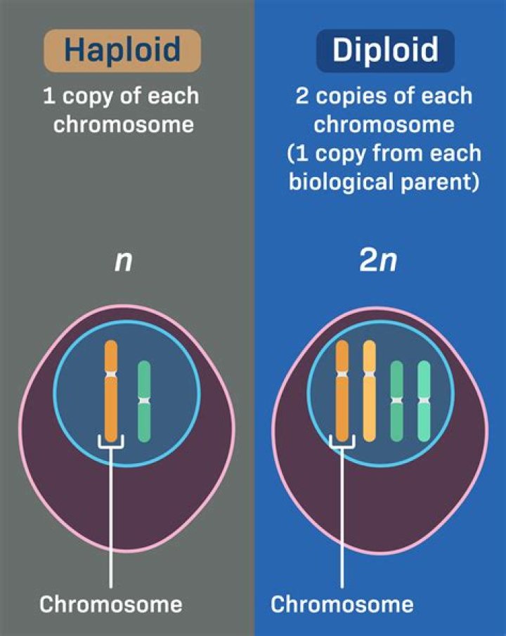 What is the diploid number for a dog?