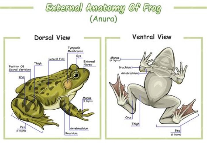 What is the dorsal side of a frog