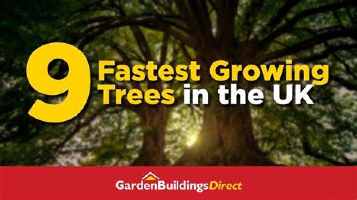 What is the fastest growing tree in the UK