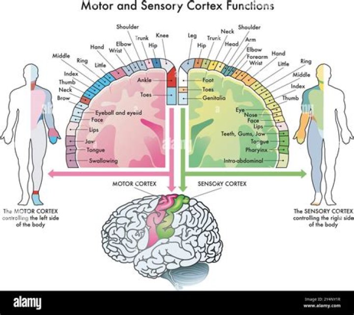 What is the function of motor pathways
