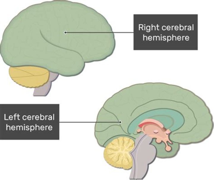 What is the function of the left hemisphere of the cerebrum