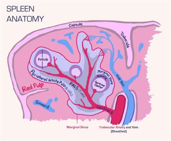 What is the function of the red pulp of the spleen