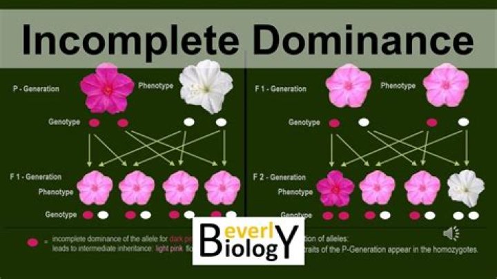 What is the genotype of incomplete dominance?