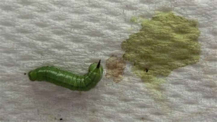 What is the green stuff coming out of a caterpillar