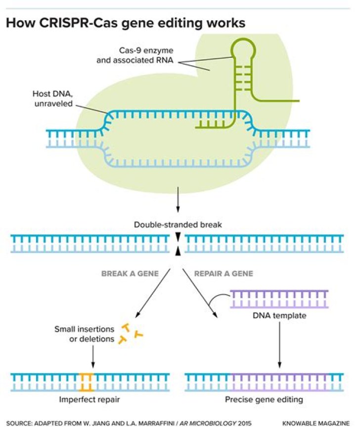 What is the guide RNA in Crispr