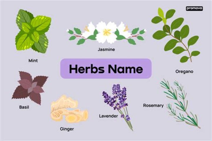 What is the herb tansy used for