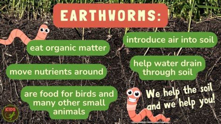What is the importance of earthworms in the soil
