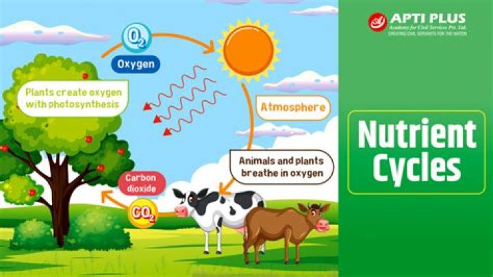 What is the importance of nutrient cycle