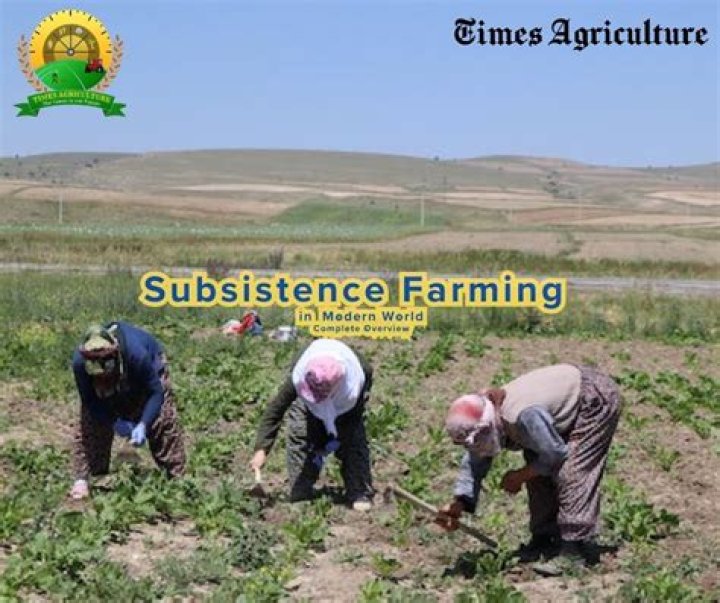 What is the intensive subsistence agriculture