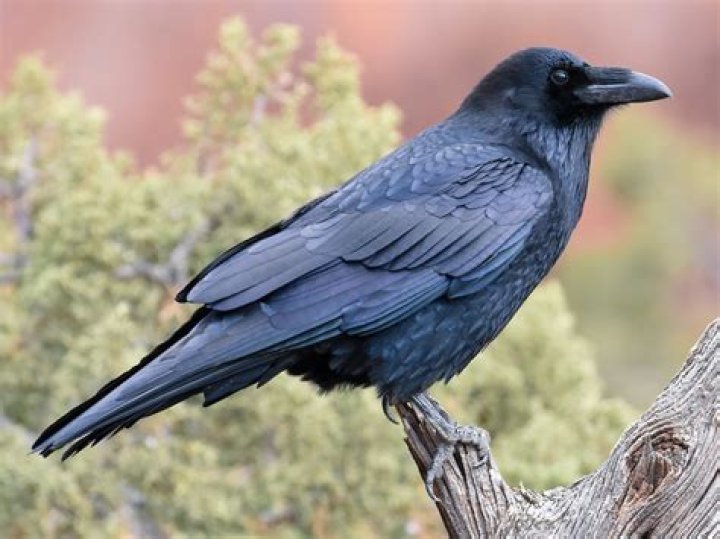 What is the largest Raven